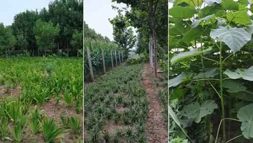 如何確定河南白蠟苗的施肥量？